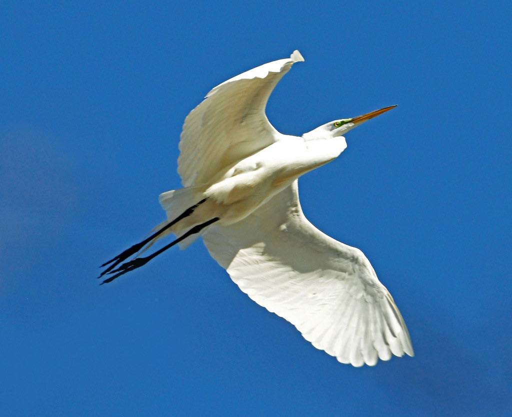 Great Egret in Flight by AcrylicArtist is licensed under CC BY 2.0